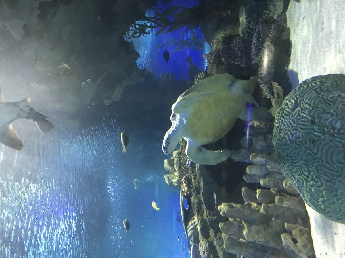水族館
