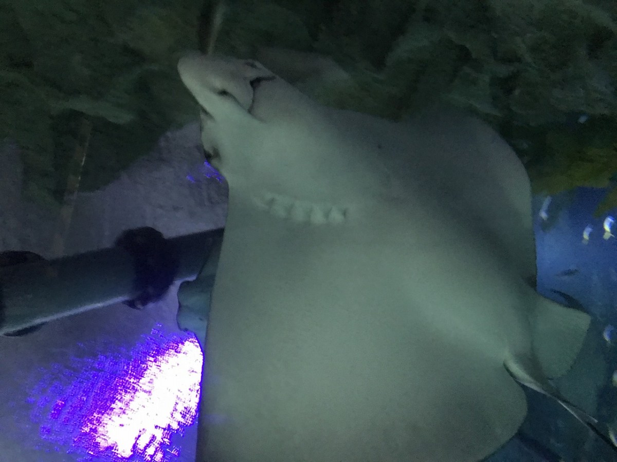 水族館