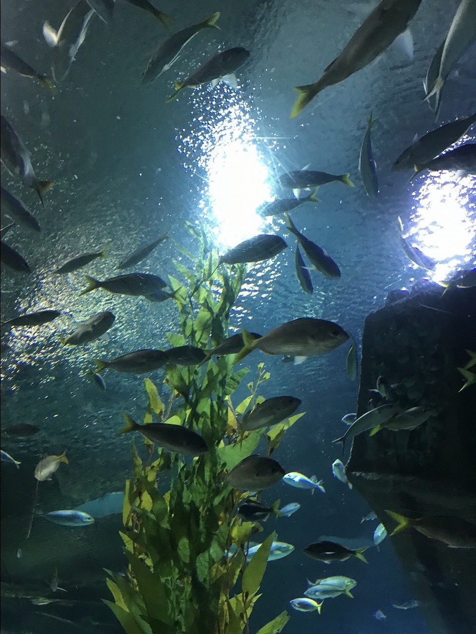 水族館