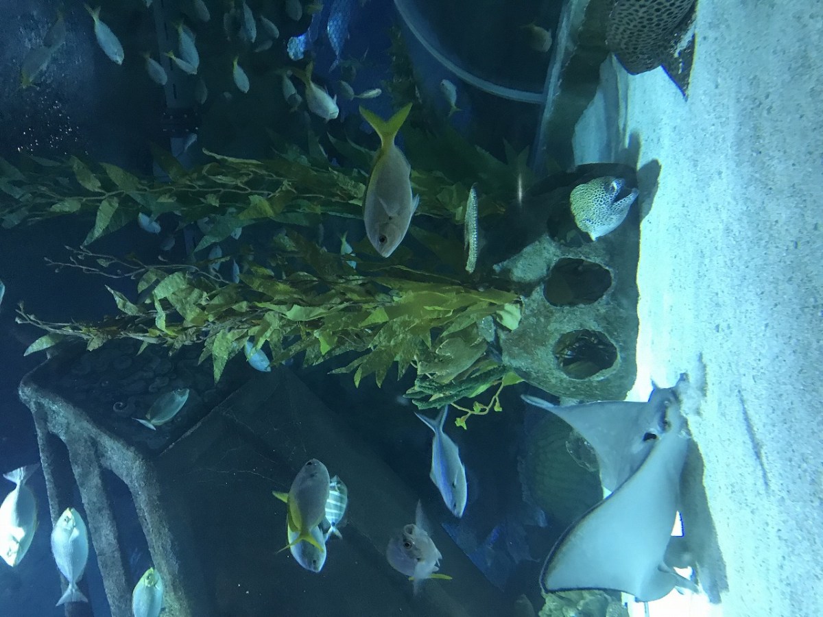 水族館