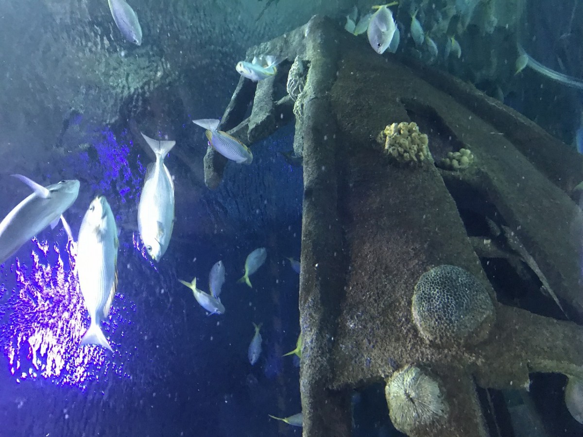 水族館