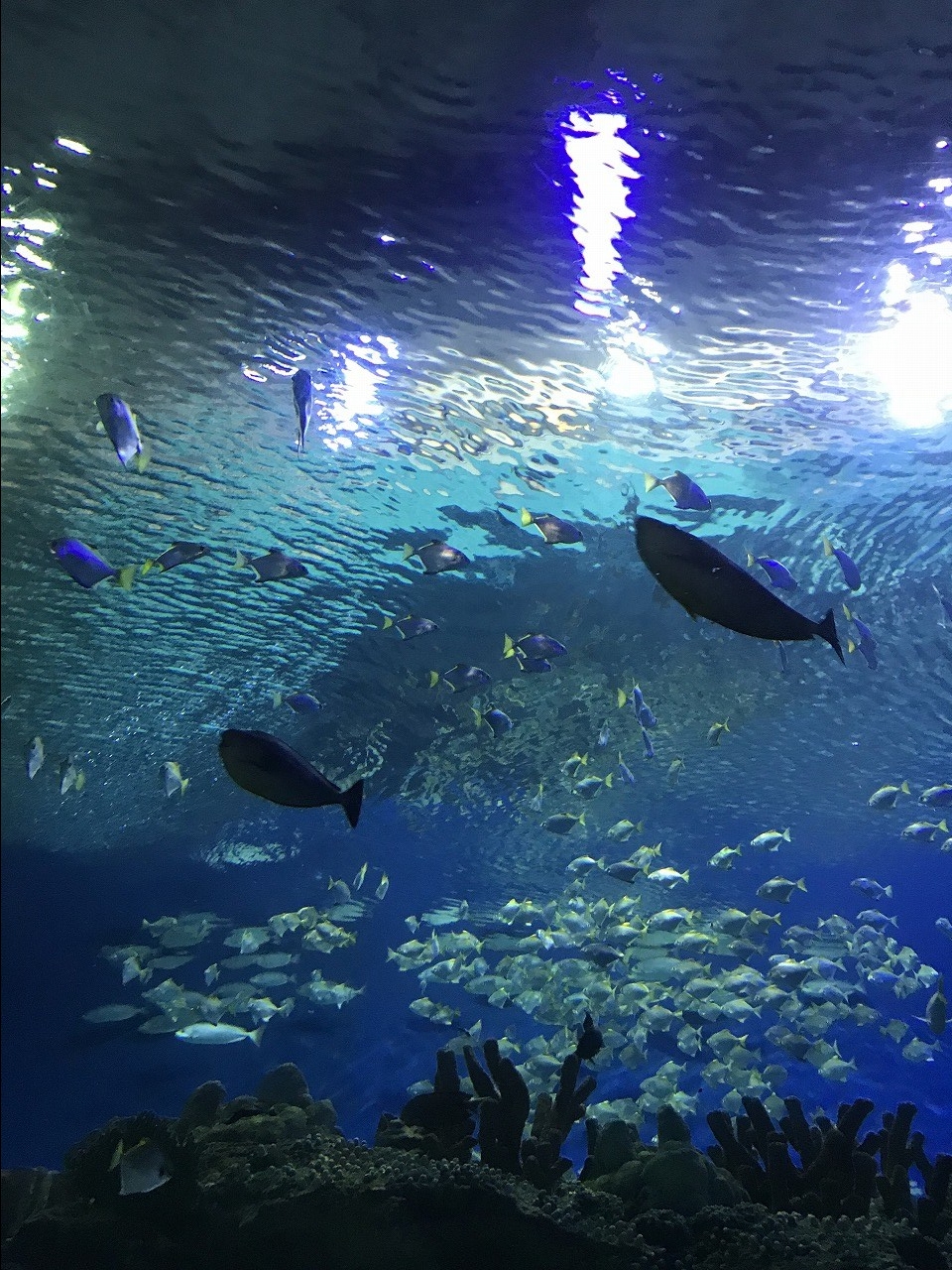 水族館
